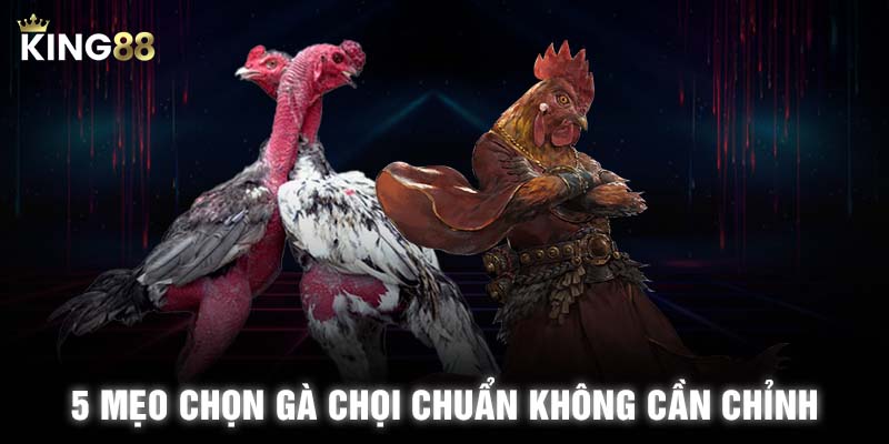 5 mẹo chọn gà chọi chuẩn không cần chỉnh