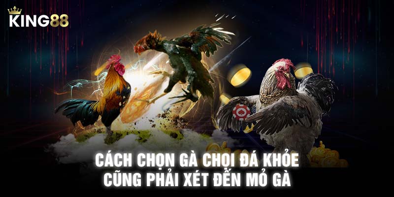 Cách chọn gà chọi đá khỏe cũng phải xét đến mỏ gà