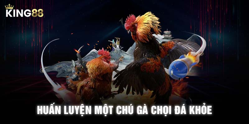 Huấn luyện một chú gà chọi đá khỏe