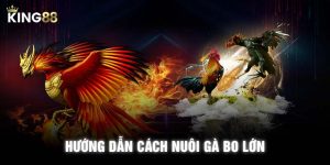 Hướng dẫn cách nuôi gà bo lớn