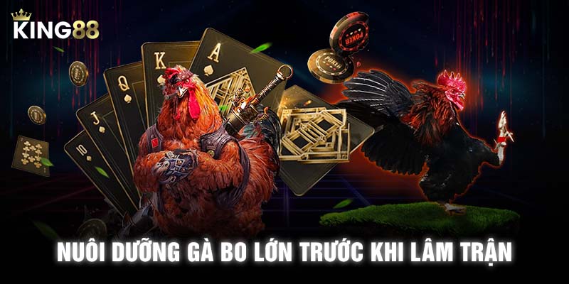 Nuôi dưỡng gà bo lớn trước khi lâm trận