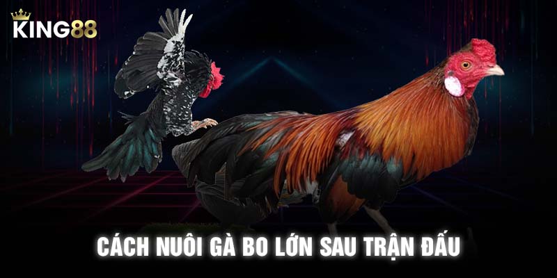 Cách nuôi gà bo lớn sau trận đấu