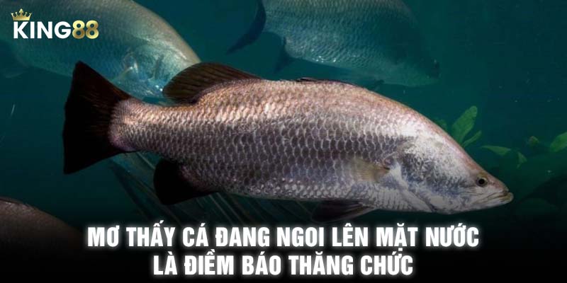 Mơ thấy cá đang ngoi lên mặt nước là điềm báo thăng chức