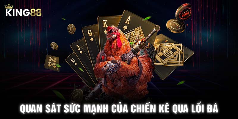 Quan sát sức mạnh của chiến kê qua lối đá